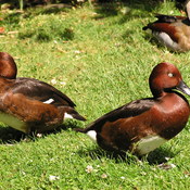 Ferruginous Pochard